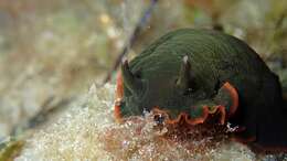 Image of Dendrodoris arborescens (Collingwood 1881)