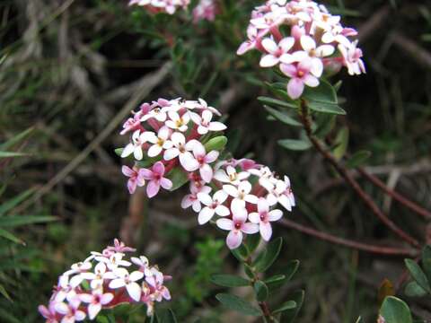 Image of Pimelea alpina F. Müll. ex Meissn.