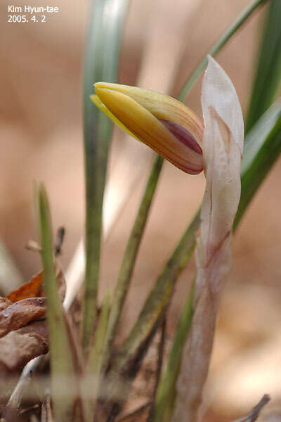 Sivun Cymbidium goeringii (Rchb. fil.) Rchb. fil. kuva