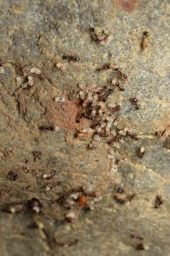 Image of Myrmecophilus (Myrmecophilus) tetramorii Ichikawa 2001