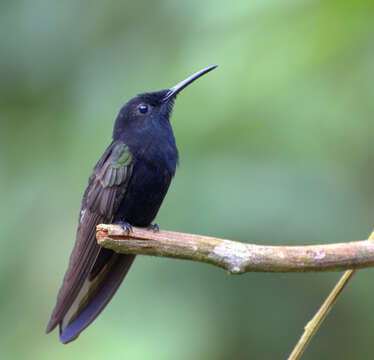 Image de Colibri demi-deuil