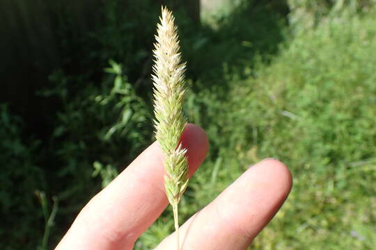 Image of Carolina canarygrass