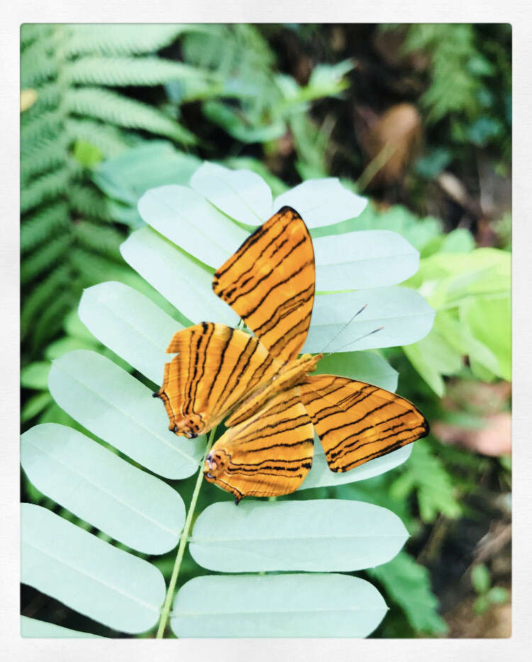 Image of Chersonesia risa Doubleday (1848)