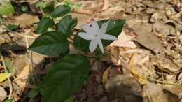 Image of Jasminum angustifolium (L.) Willd.