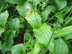 Image of Spotted lady slipper