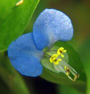 Image of Asiatic dayflower