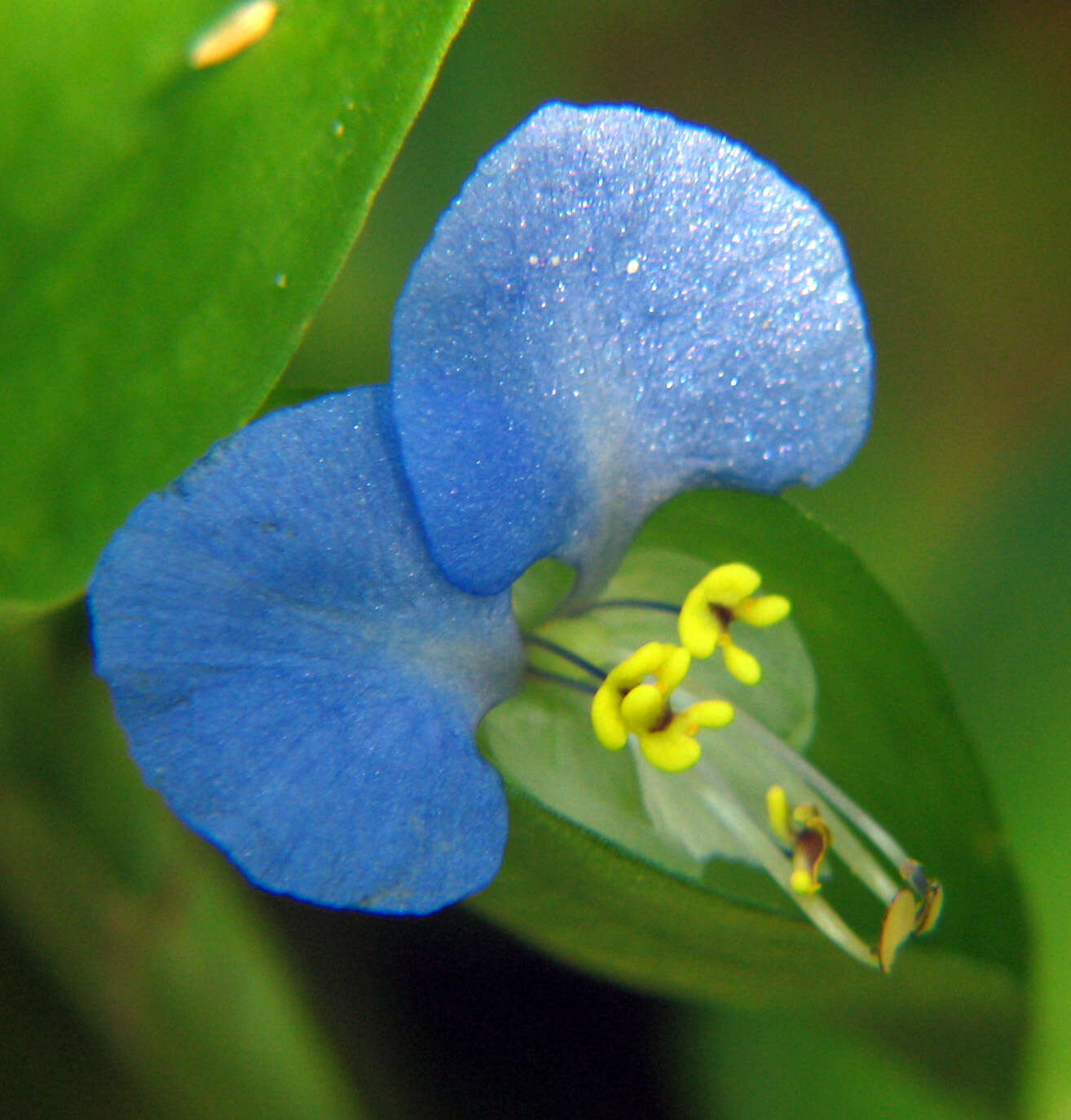 Image of Asiatic dayflower