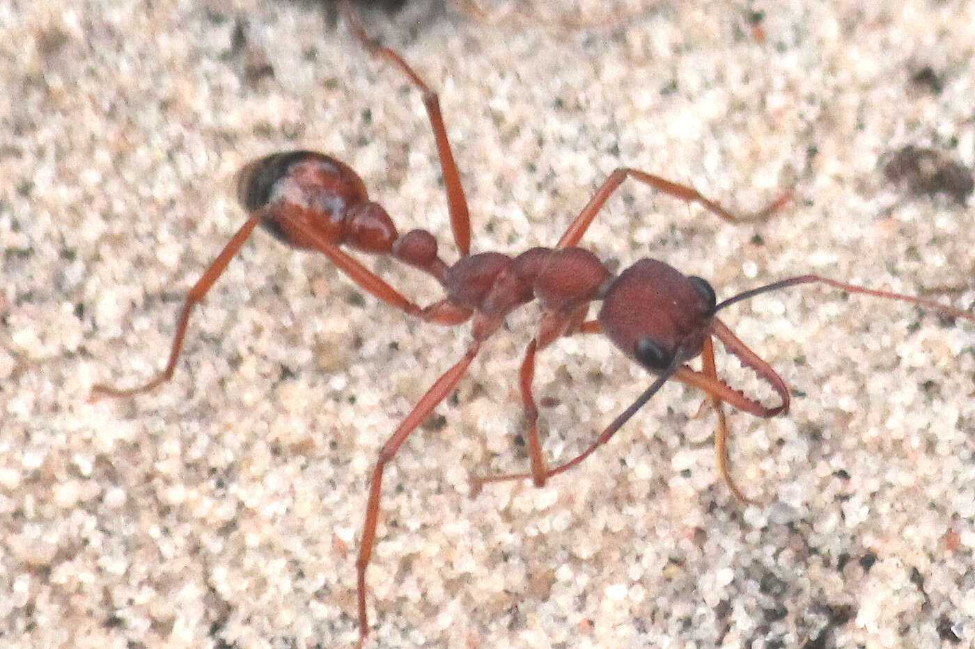 Image of Myrmecia nigriscapa Roger 1861