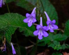 Image of Streptocarpus cyaneus subsp. nigridens Weigend & T. J. Edwards