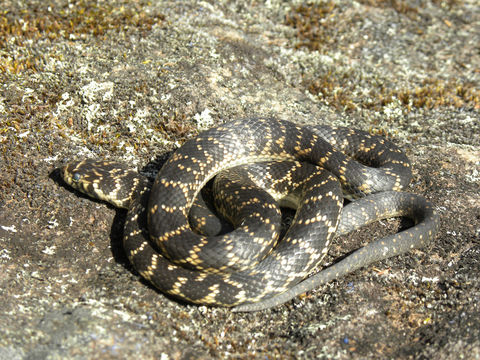 Image of Broad-headed Snake