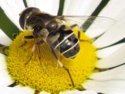 Image of Eristalis dimidiata Wiedemann 1830