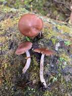 Слика од Cortinarius tortuosus (Fr.) Fr. 1838