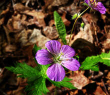 Image of spotted geranium