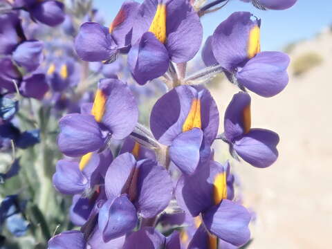 Imagem de Lupinus oreophilus Phil.