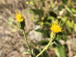 Image of Oregon False Golden-Aster