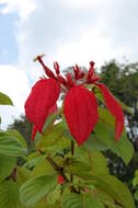 Image of red mussaenda