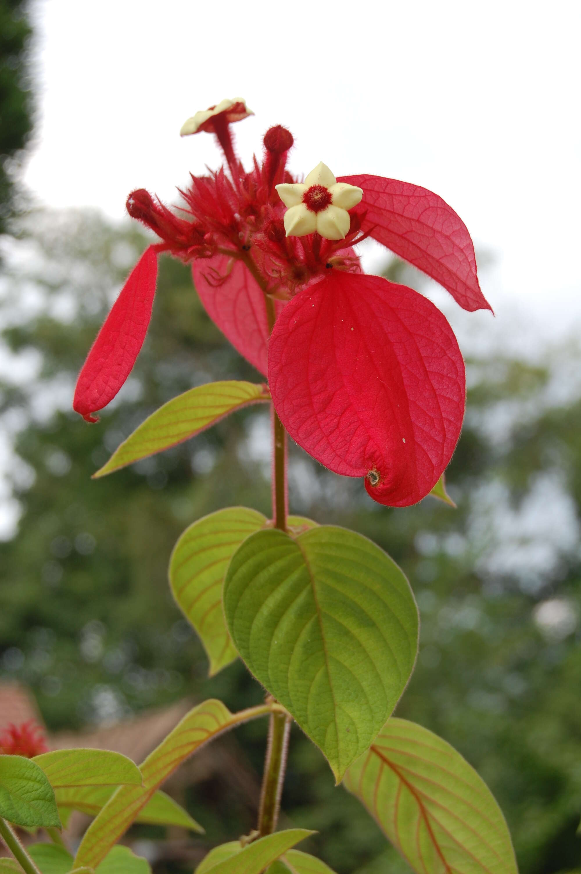 Image of red mussaenda