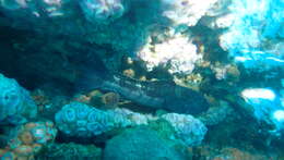 Image of Blue Cod