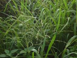 Image of Guinea Grass