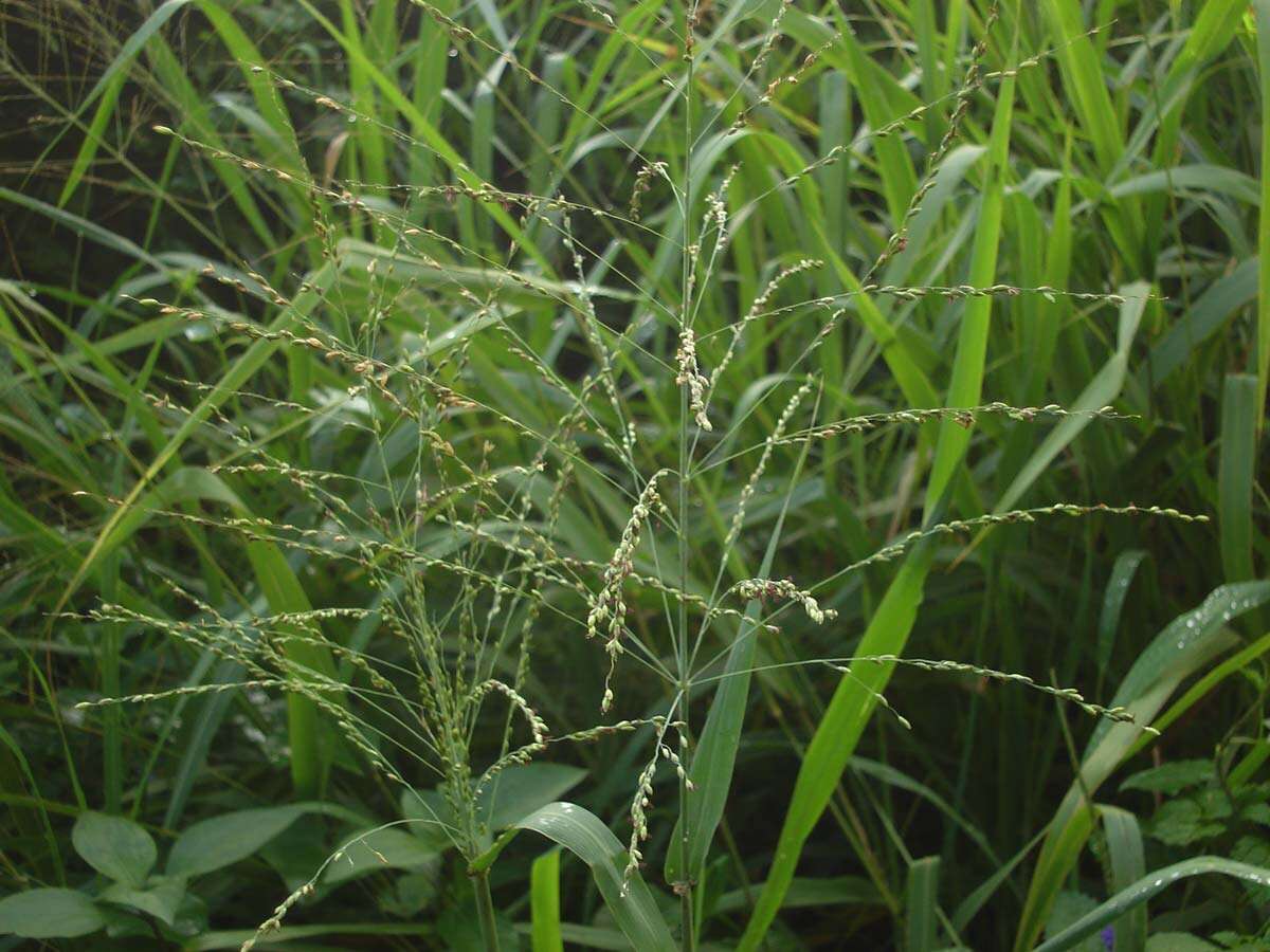 Image of Guinea Grass