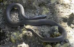 Image of Eastern Small-eyed Snake