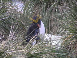 Image of Macaroni Penguin