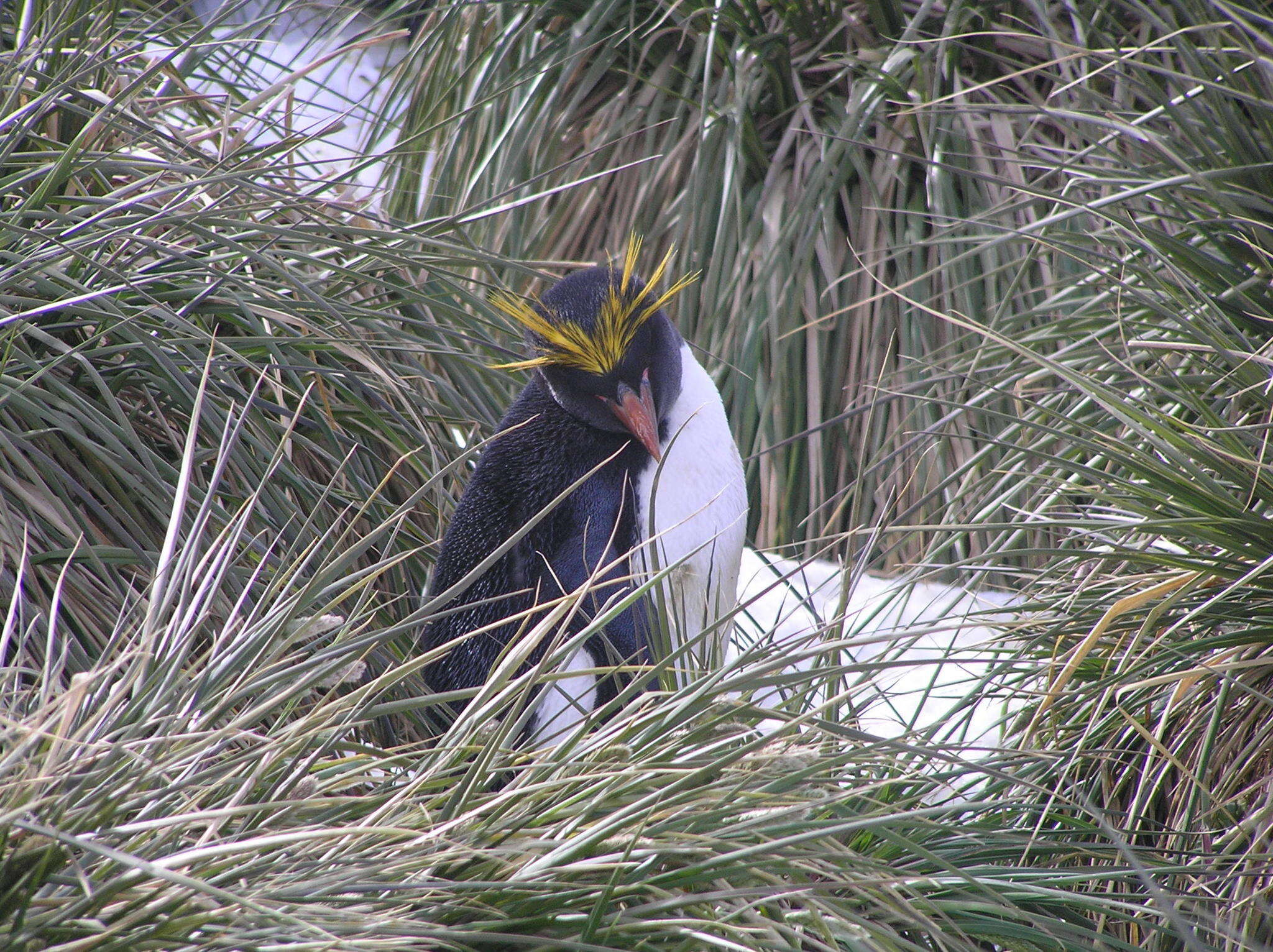 Image of Macaroni Penguin