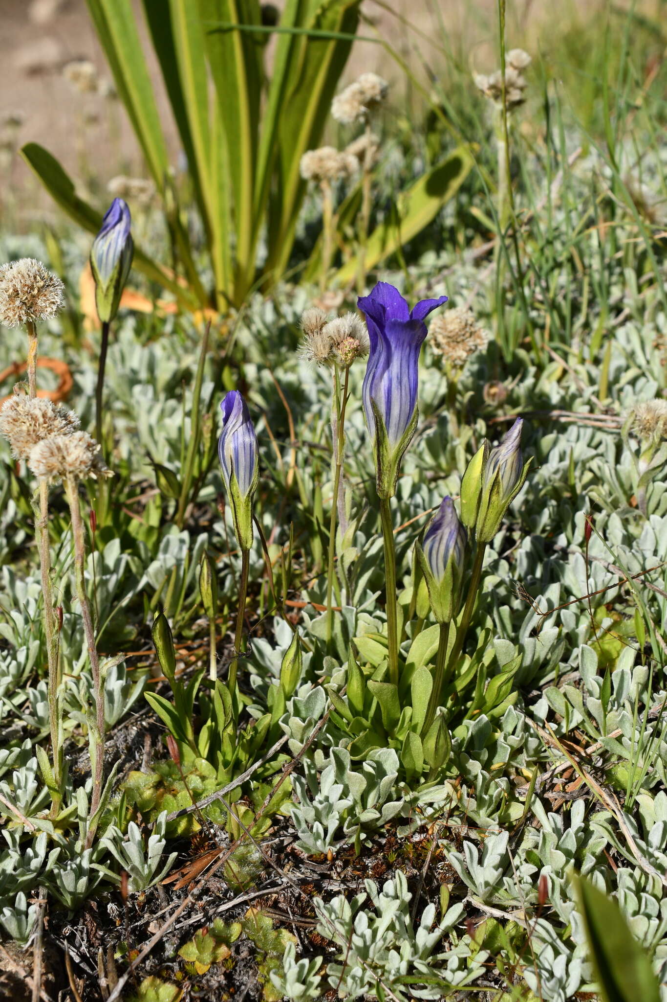 Image of Sierra fringed gentian