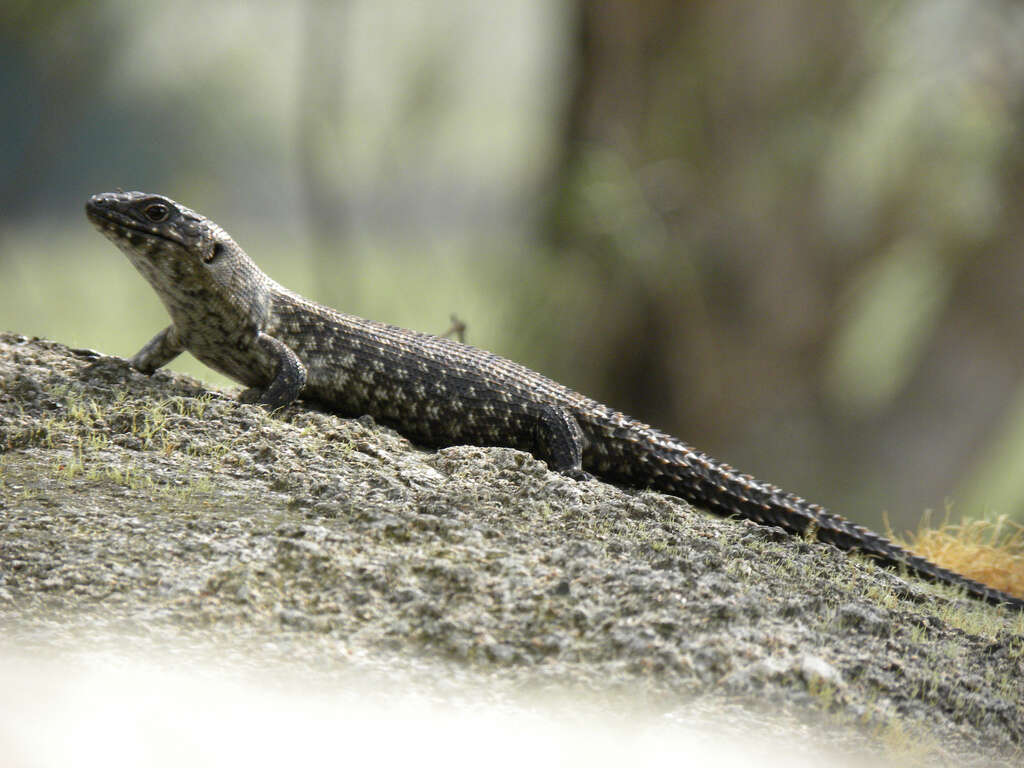 Image of Cunningham's skink