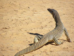 Image of Sand Monitor