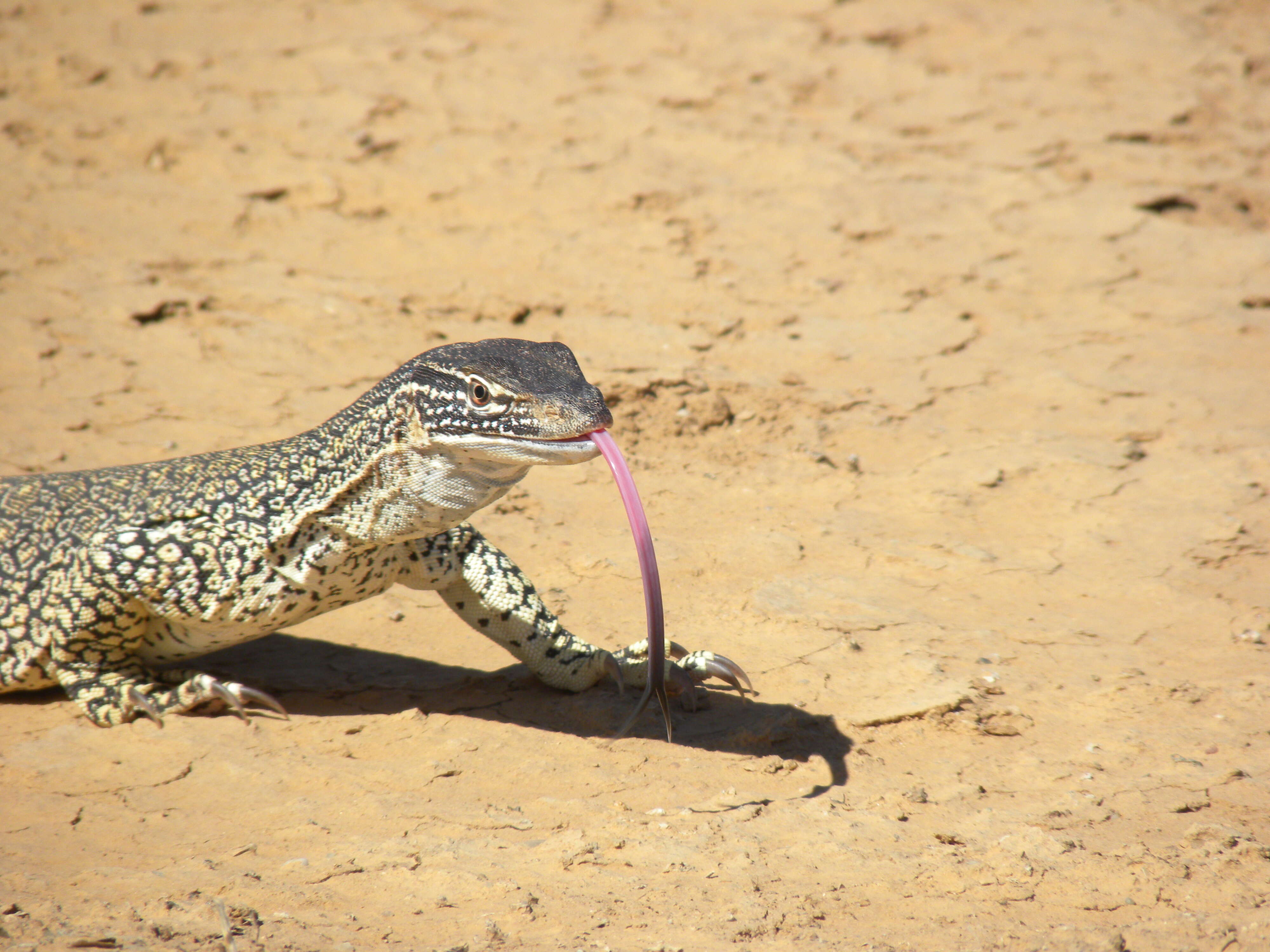 Image of Sand Monitor