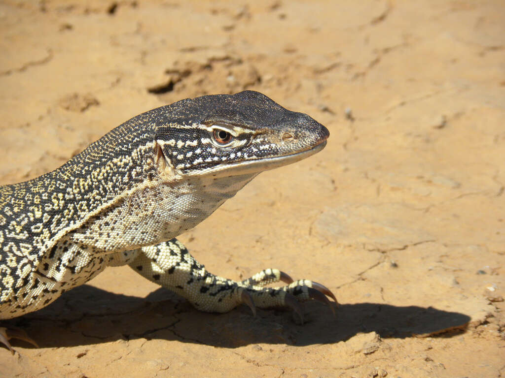 Image of Sand Monitor