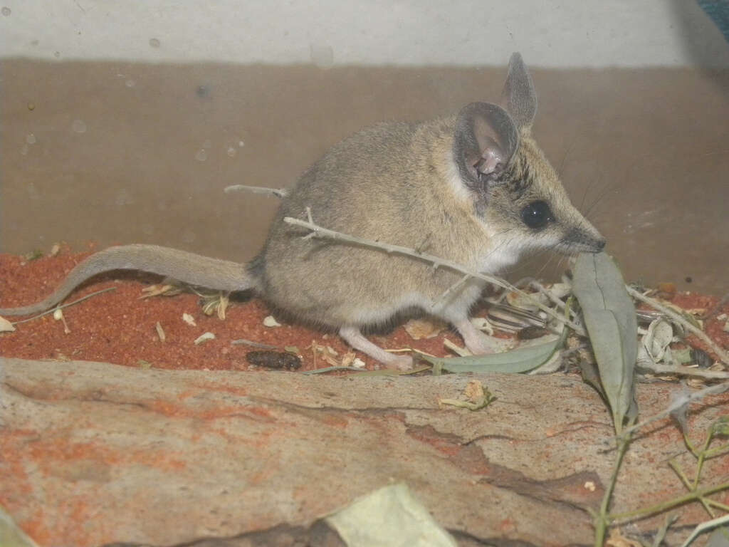 Image of Fat-tailed Dunnart