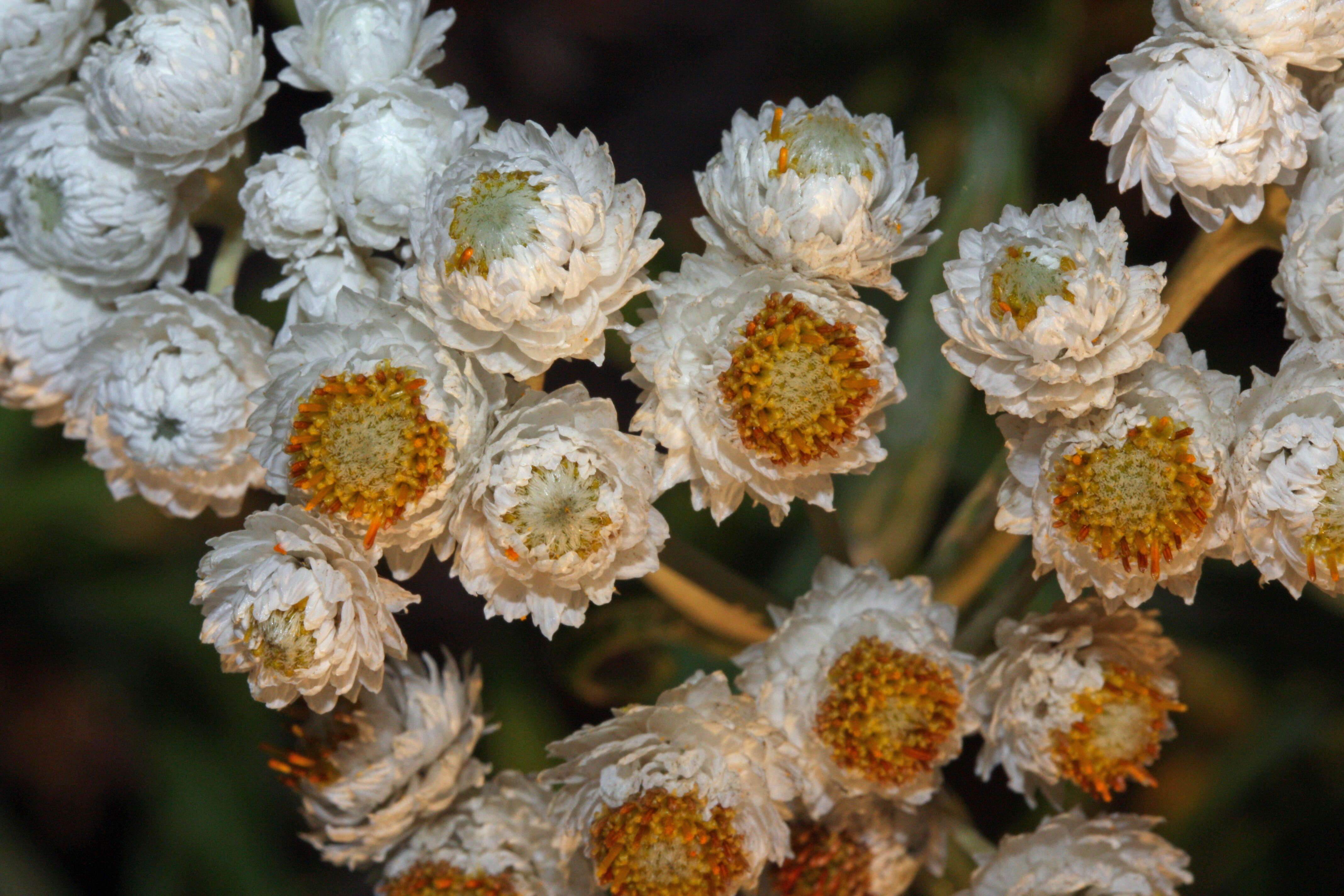 Imagem de Anaphalis margaritacea (L.) Benth.