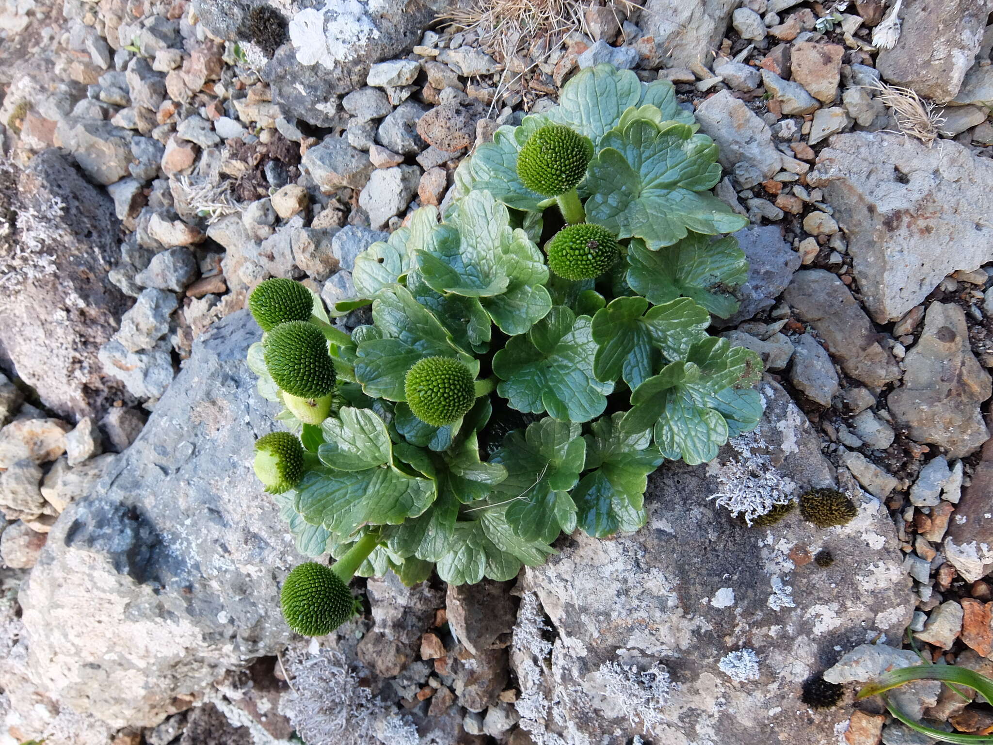 Ranunculus pinguis Hook. fil.的圖片