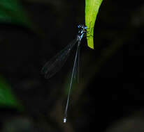 Imagem de Coeliccia bimaculata Laidlaw 1914