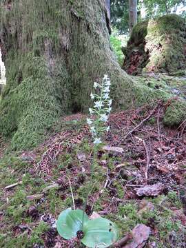 Platanthera orbiculata (Pursh) Lindl. resmi