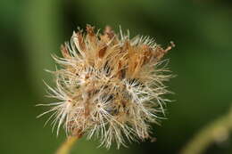 Слика од Arnica parryi A. Gray