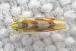 Image of Erythridula praecisa (Knull 1946)