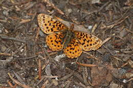 Image of Western Meadow Fritillary