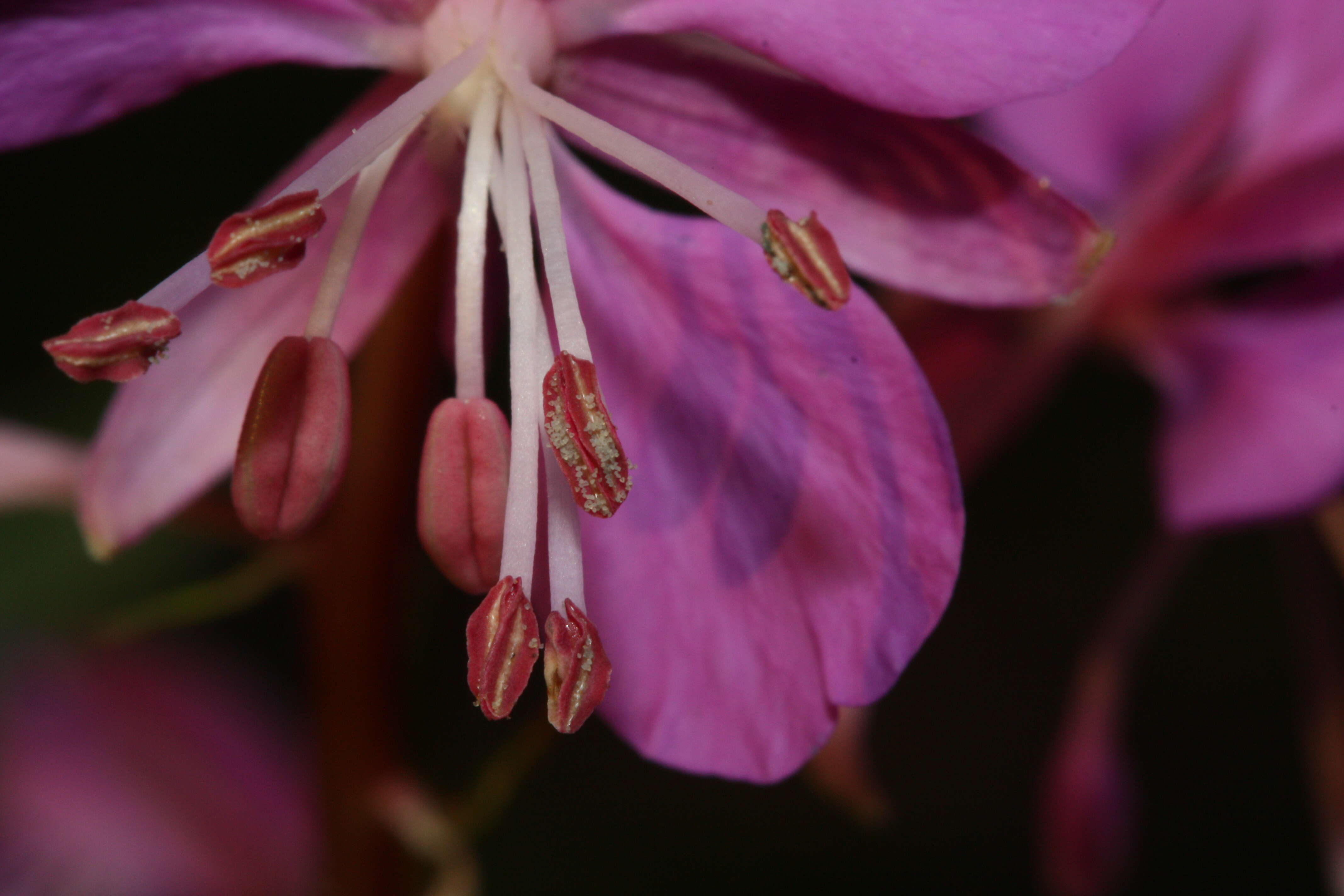 Image of Narrow-Leaf Fireweed