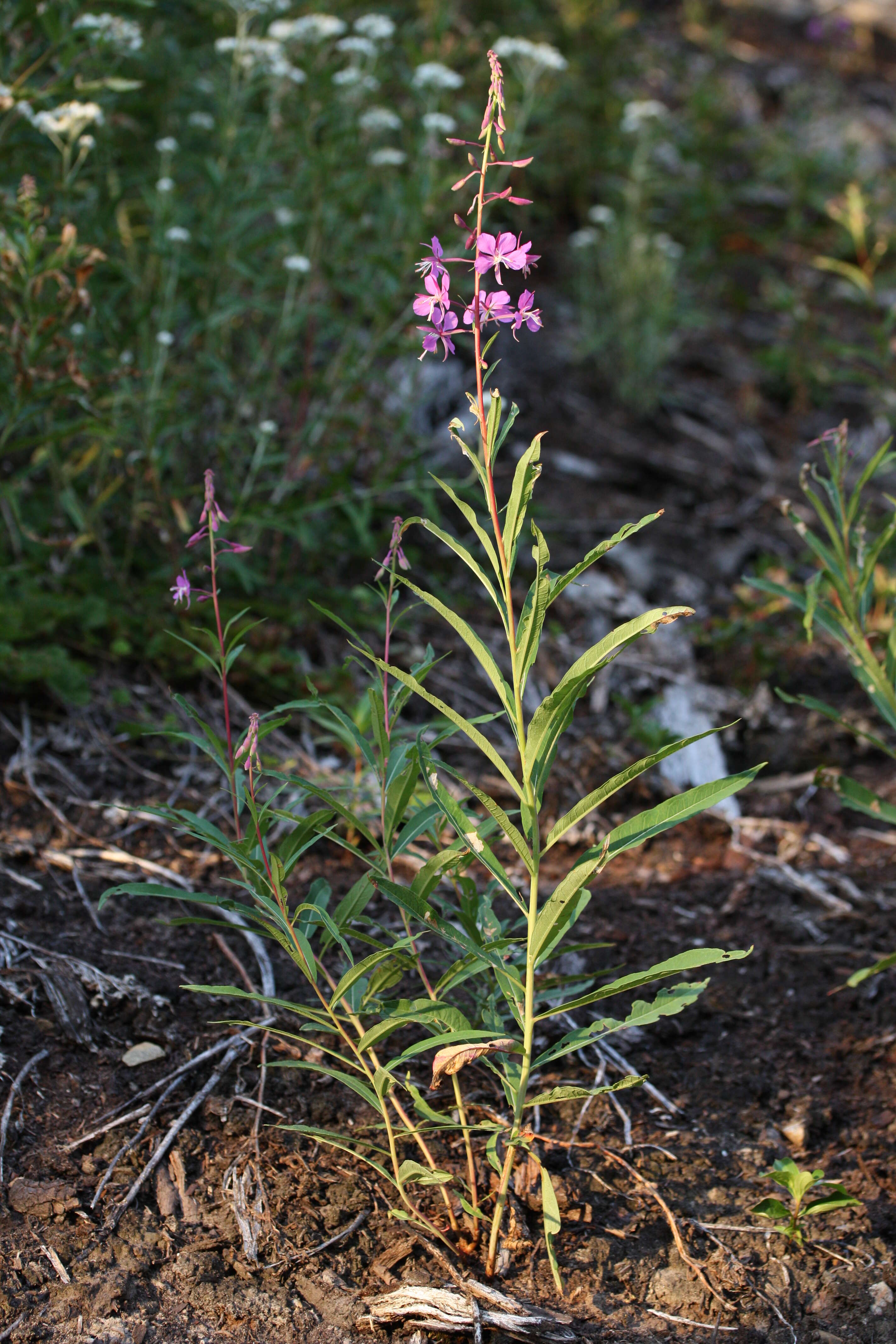 Image of Narrow-Leaf Fireweed