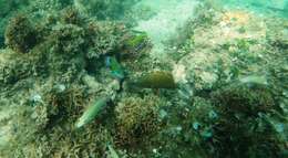 Image of Floral wrasse