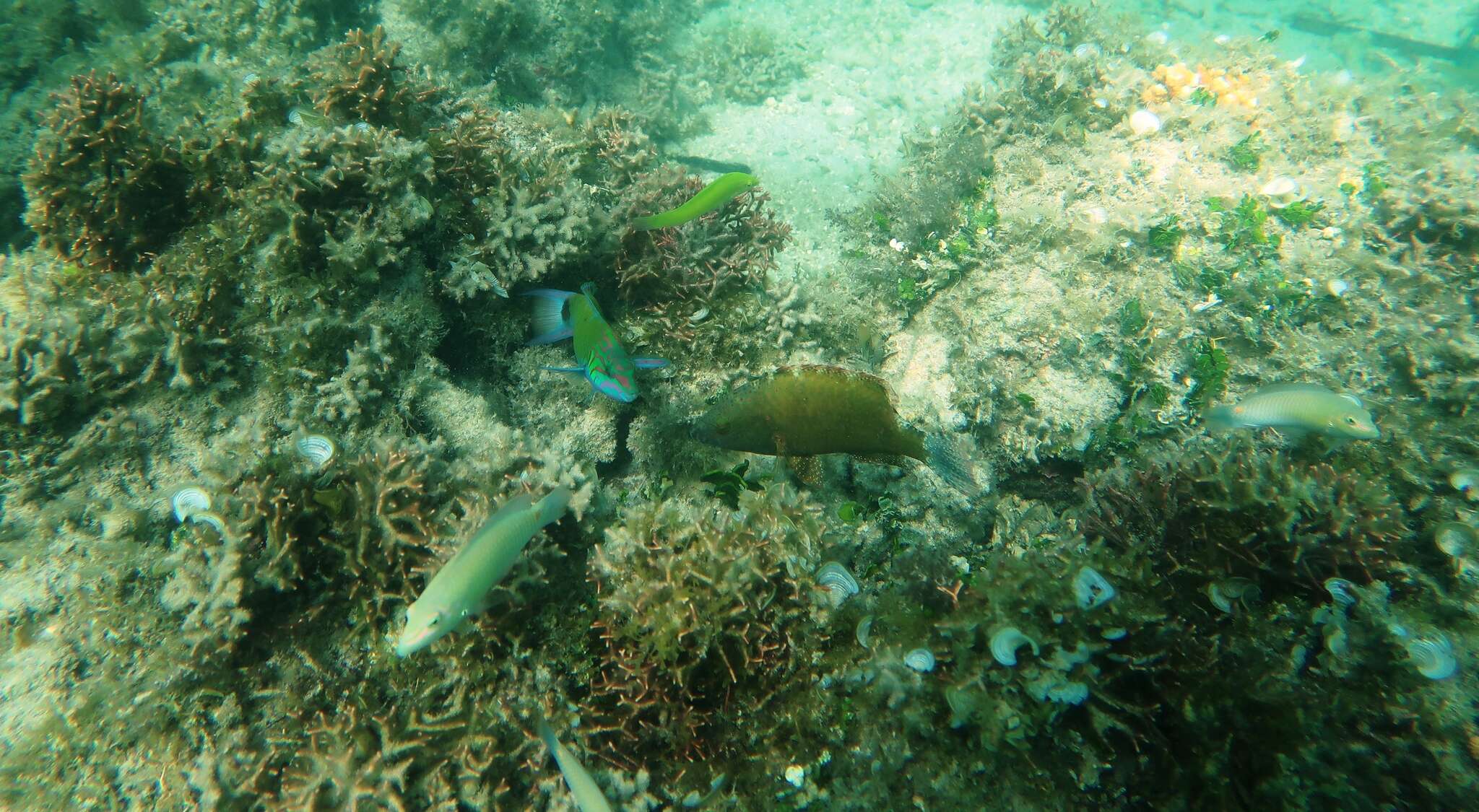 Image of Floral wrasse