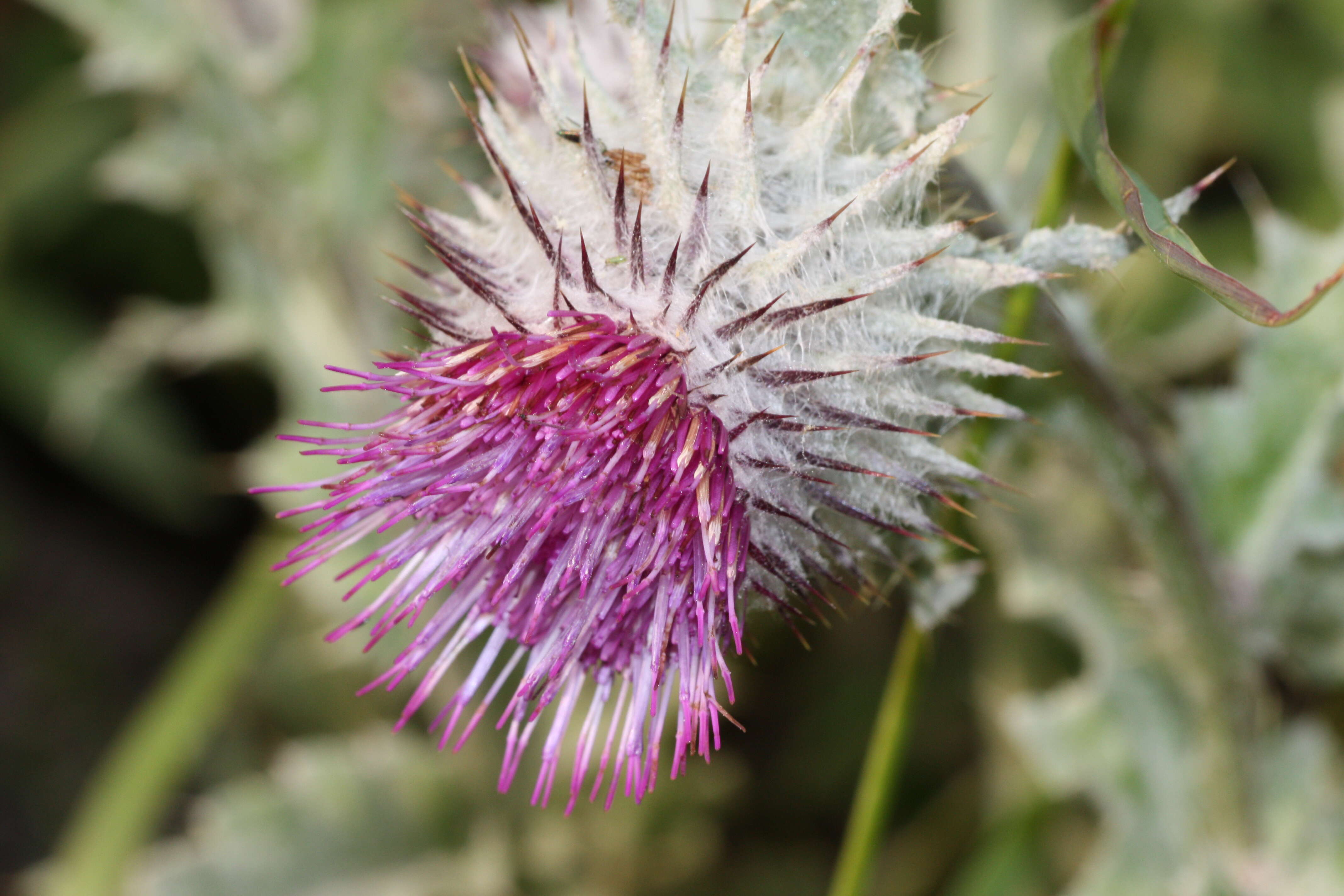 Image of edible thistle