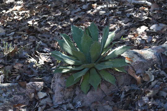 Image of Agave guadalajarana Trel.