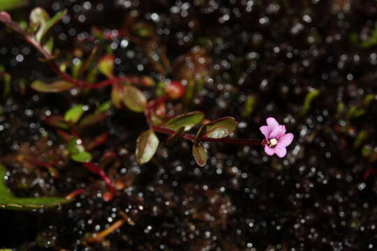 Image of pimpernel willowherb