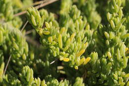 Image of Threlkeldia diffusa R. Br.