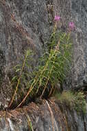 Image of Narrow-Leaf Fireweed