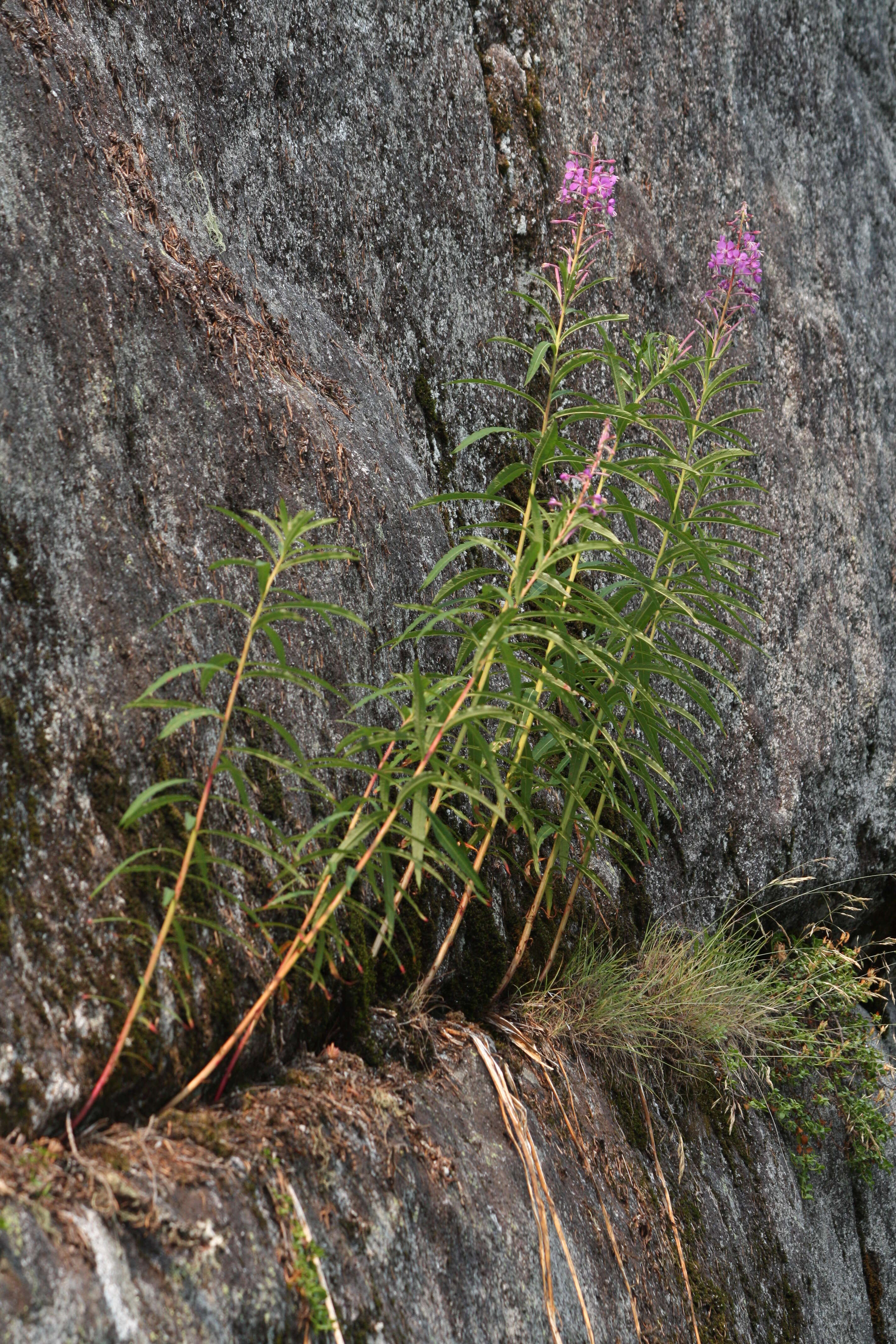 Image of Narrow-Leaf Fireweed